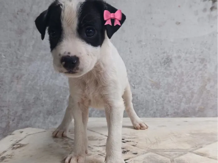 Cachorro raça SRD-ViraLata idade Abaixo de 2 meses nome Zozo