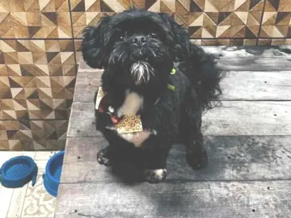 Cachorro raça Shitzu idade 2 anos nome Bidu