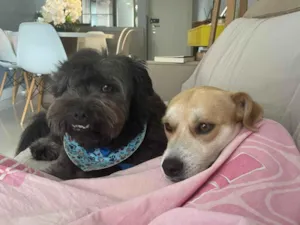 Cachorro raça SRD-ViraLata idade 1 ano nome Otto