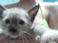 Gato raça SRD-ViraLata idade Abaixo de 2 meses nome Filhote 