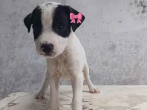 Cachorro raça SRD-ViraLata idade Abaixo de 2 meses nome Zozo