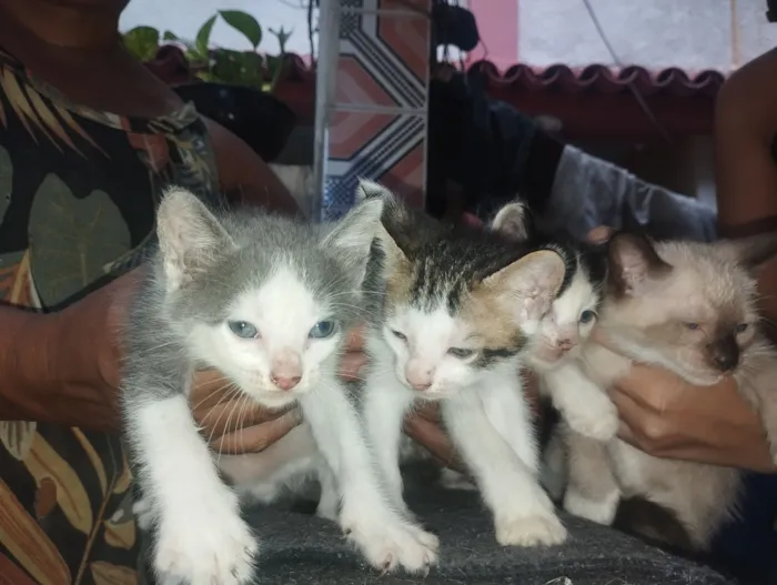 Gato raça SRD-ViraLata idade Abaixo de 2 meses nome Filhote 