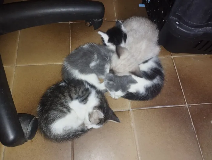 Gato raça SRD-ViraLata idade Abaixo de 2 meses nome Filhote 