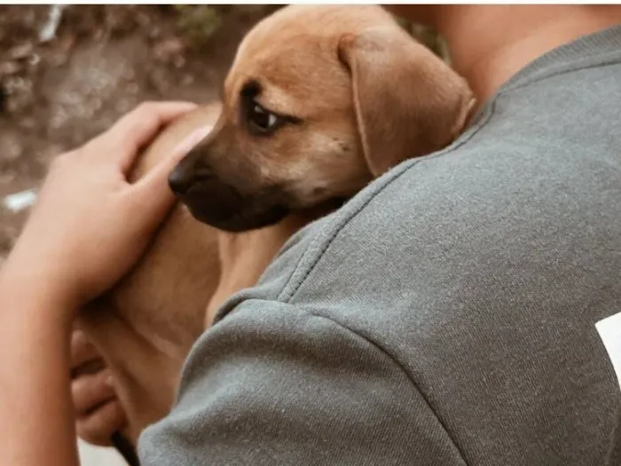 Cachorro raça SRD-ViraLata idade 2 a 6 meses nome Harry