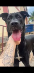 Cachorro raça Labrador idade 7 a 11 meses nome Koda