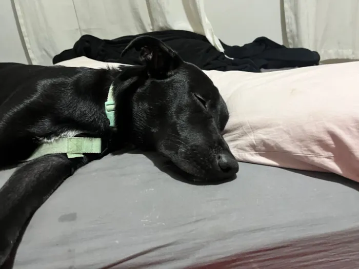 Cachorro raça Labrador idade 7 a 11 meses nome Koda