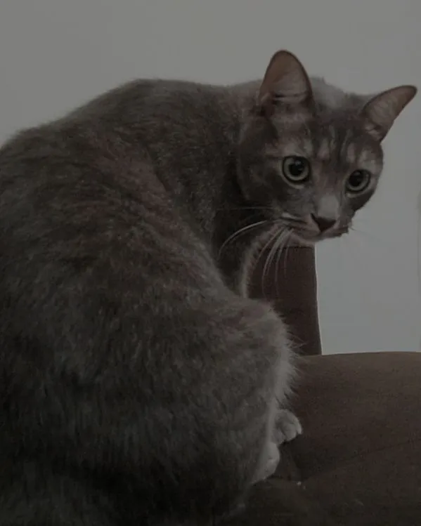 Gato raça SRD-ViraLata idade 2 anos nome Sett