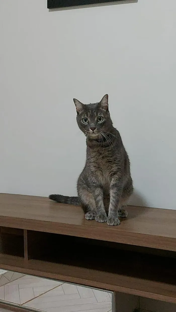 Gato raça SRD-ViraLata idade 2 anos nome Sett