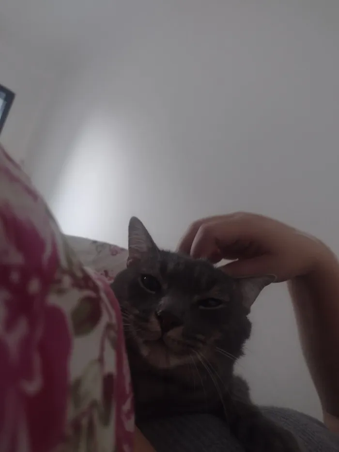 Gato raça SRD-ViraLata idade 2 anos nome Sett