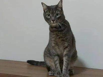 Gato raça SRD-ViraLata idade 2 anos nome Sett