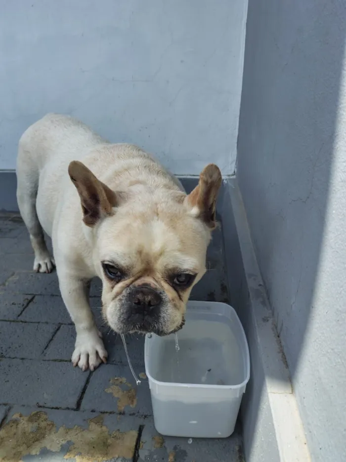 Cachorro raça Bulldog idade 2 anos nome Nao sei