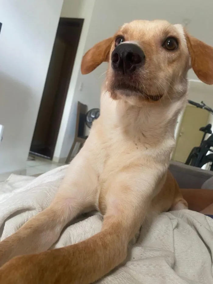 Cachorro raça SRD-ViraLata idade 2 a 6 meses nome Falar com Welleson - Whats 85 98991-7982