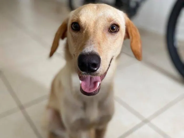 Cachorro raça SRD-ViraLata idade 2 a 6 meses nome Falar com Welleson - Whats 85 98991-7982