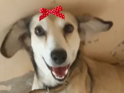 Cachorro raça SRD-ViraLata idade 7 a 11 meses nome Kika 