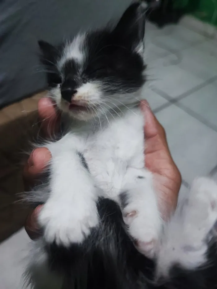 Gato raça Siamês idade 2 a 6 meses nome Doação de Gatos machos 