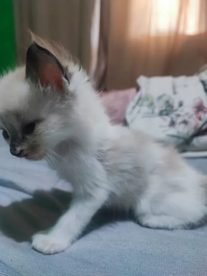 Gato raça Siamês idade 2 a 6 meses nome Doação de Gatos machos 