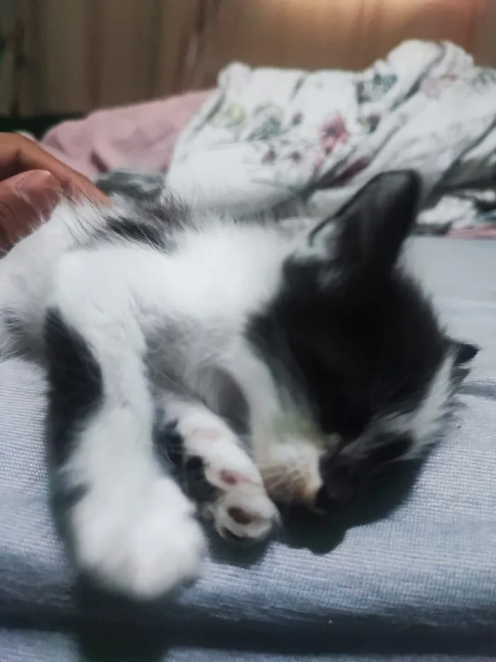 Gato raça Siamês idade 2 a 6 meses nome Doação de Gatos machos 