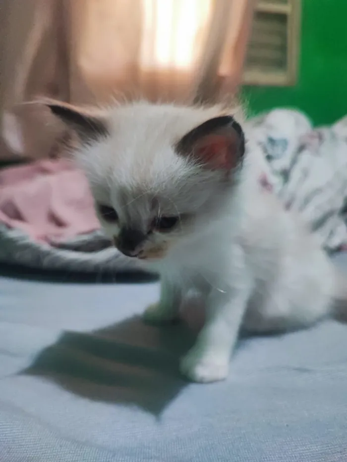 Gato raça Siamês idade 2 a 6 meses nome Doação de Gatos machos 