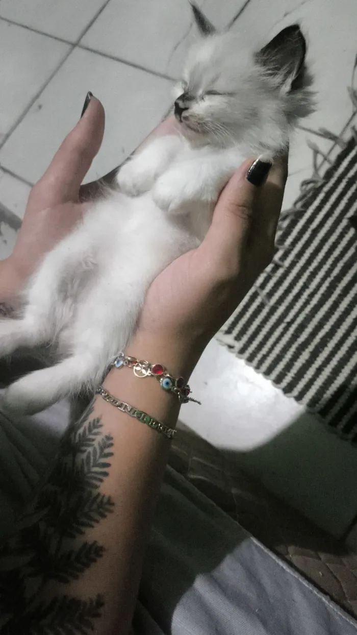 Gato raça Siamês idade 2 a 6 meses nome Doação de Gatos machos 