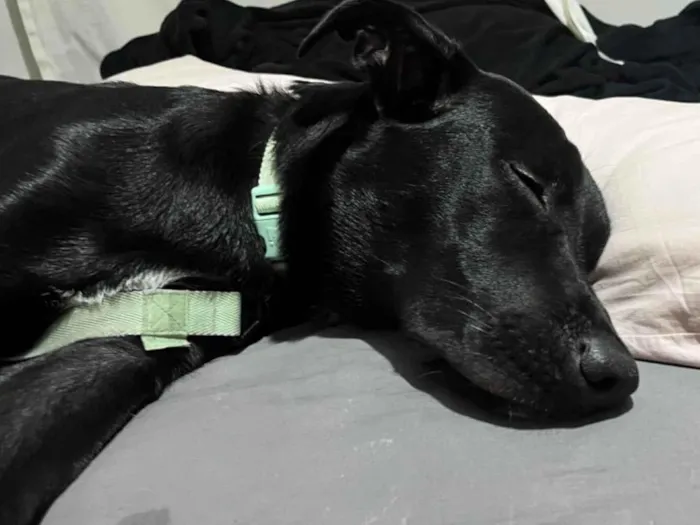 Cachorro raça Labrador idade 7 a 11 meses nome Koda