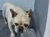 Cachorro raça Bulldog idade 2 anos nome Nao sei