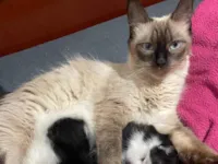 Gato raça SRD-ViraLata idade 3 anos nome Mia