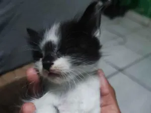 Gato raça Siamês idade 2 a 6 meses nome Doação de Gatos machos 