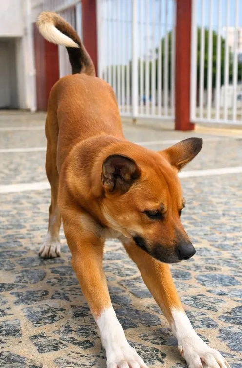 Cachorro raça SRD-ViraLata idade 2 anos nome Bambi