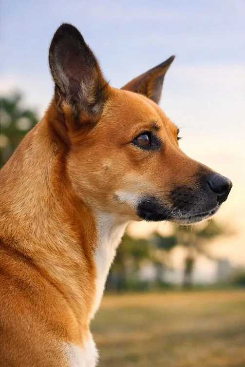 Cachorro raça SRD-ViraLata idade 2 anos nome Bambi