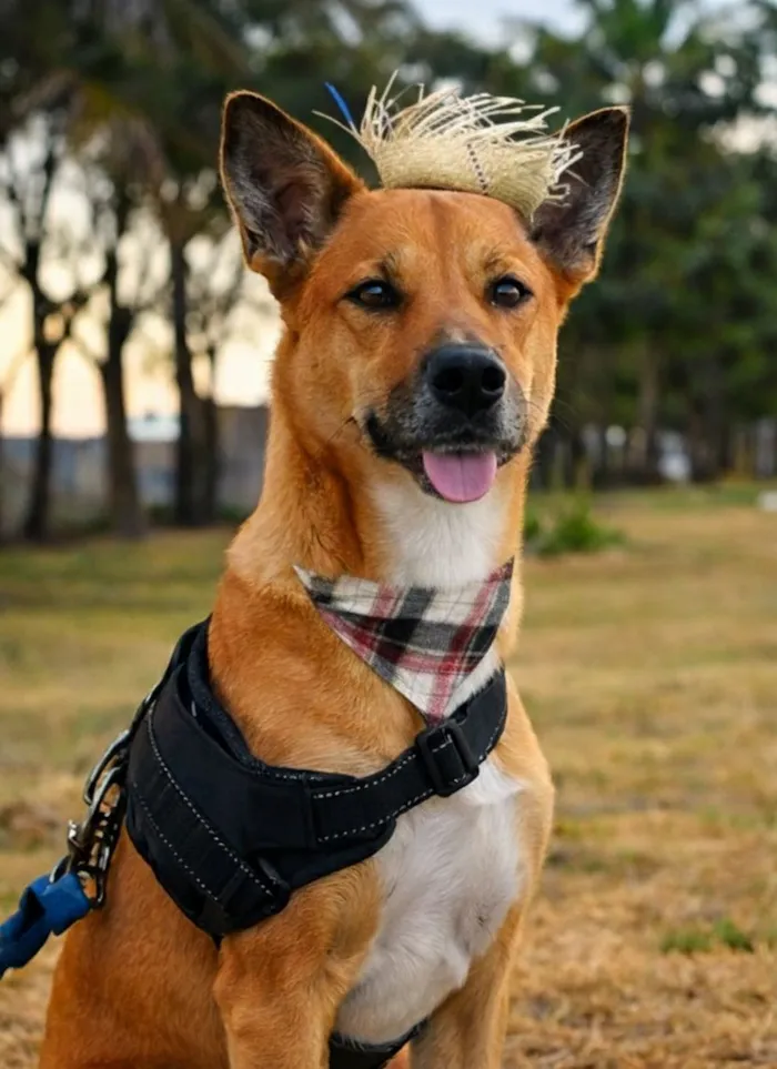 Cachorro raça SRD-ViraLata idade 2 anos nome Bambi