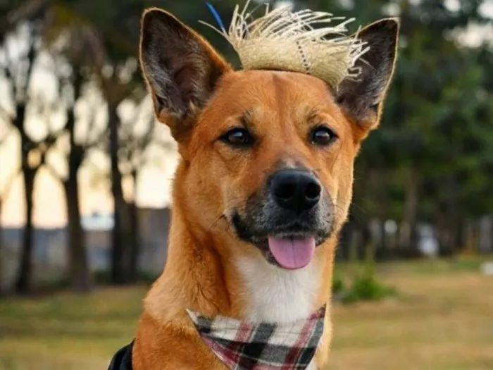 Cachorro raça SRD-ViraLata idade 2 anos nome Bambi