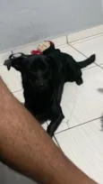 Cachorro raça SRD-ViraLata idade 6 ou mais anos nome Amora
