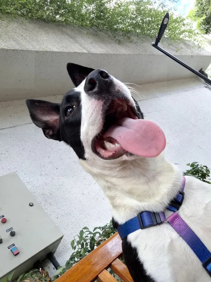 Cachorro raça SRD-ViraLata idade 1 ano nome Pandora 