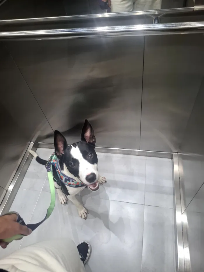 Cachorro raça SRD-ViraLata idade 1 ano nome Pandora 