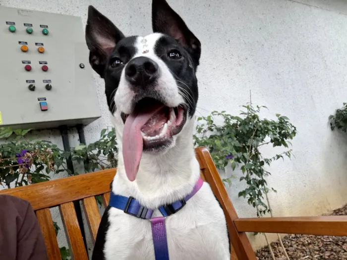 Cachorro raça SRD-ViraLata idade 1 ano nome Pandora 