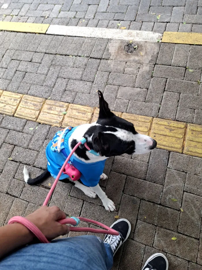 Cachorro raça SRD-ViraLata idade 1 ano nome Pandora 