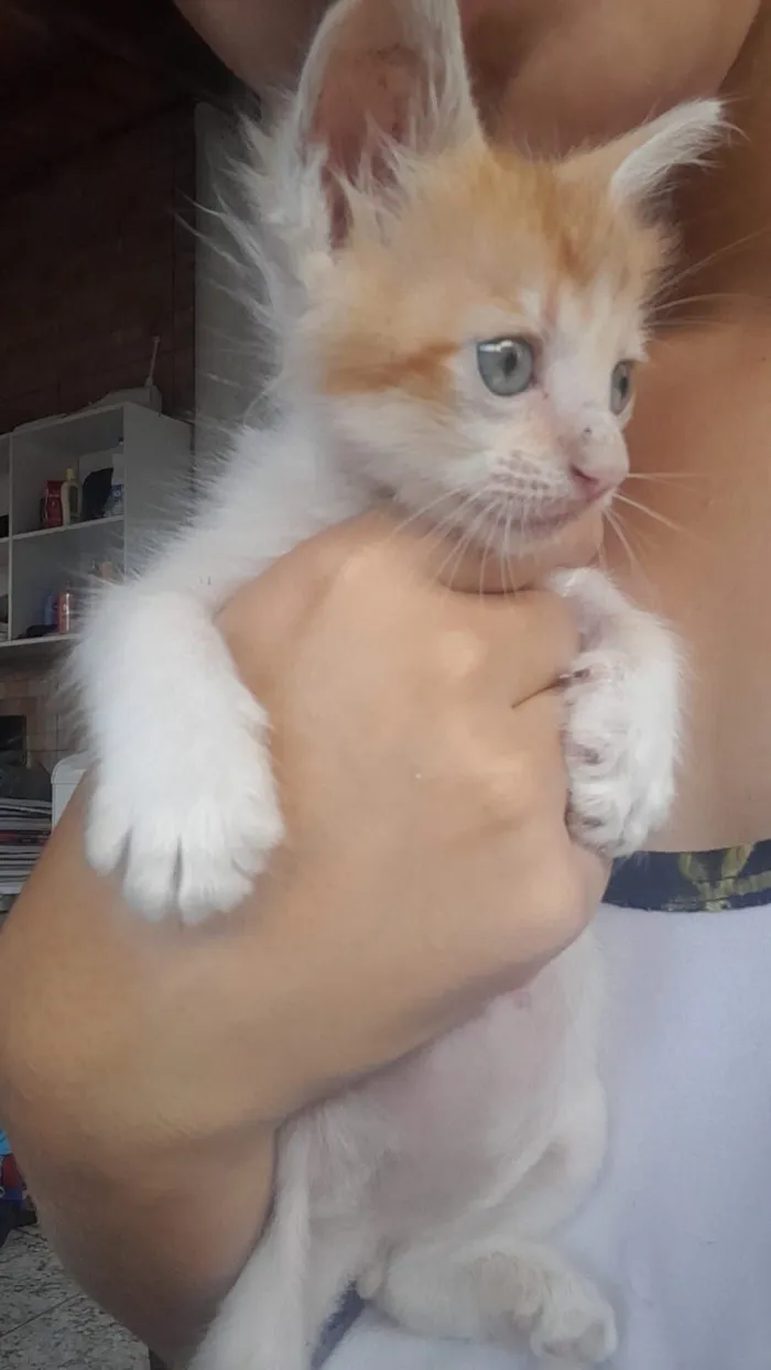 Gato raça SRD-ViraLata idade 2 a 6 meses nome Lino