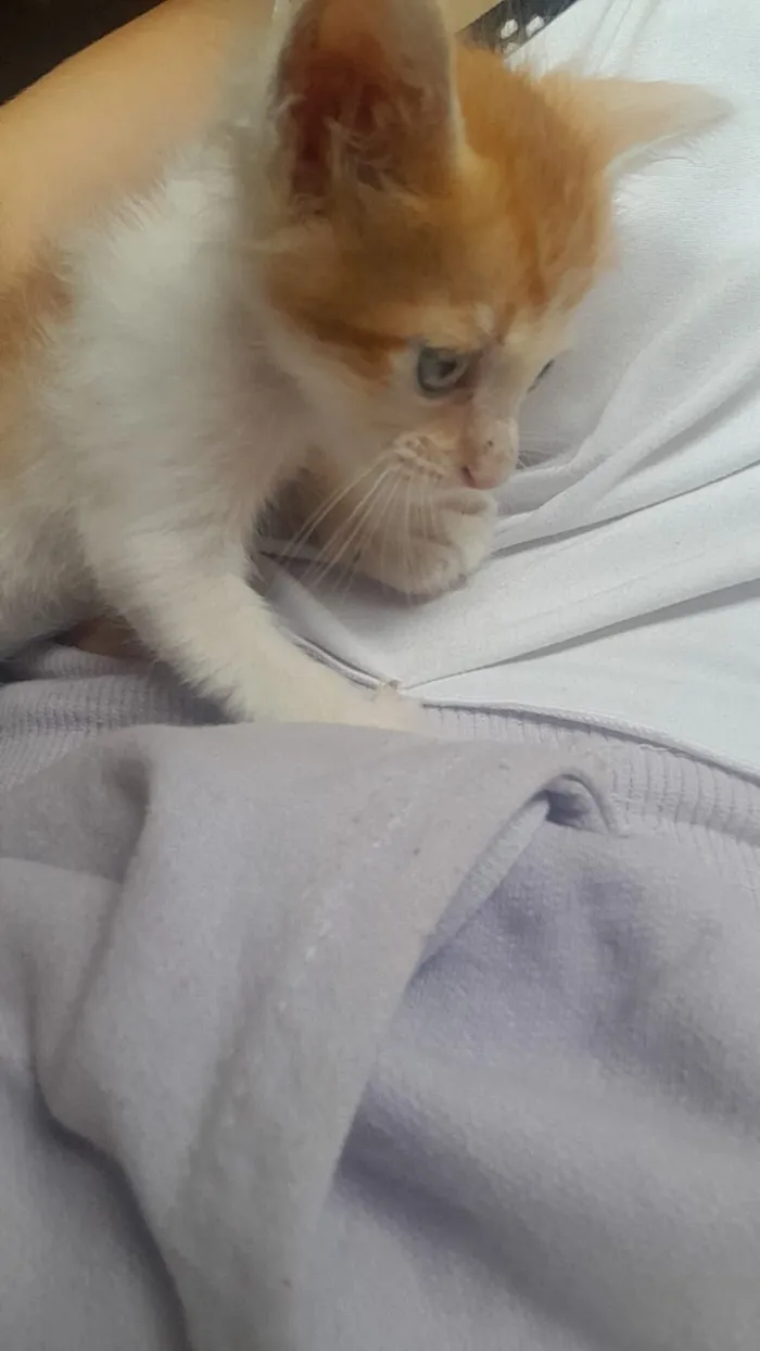 Gato raça SRD-ViraLata idade 2 a 6 meses nome Lino