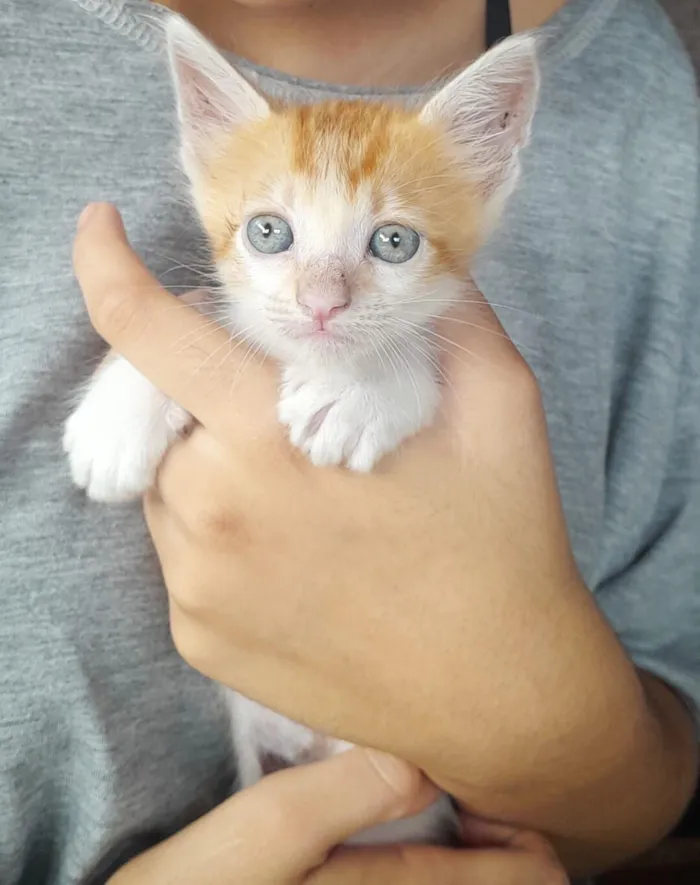 Gato raça SRD-ViraLata idade 2 a 6 meses nome Lino