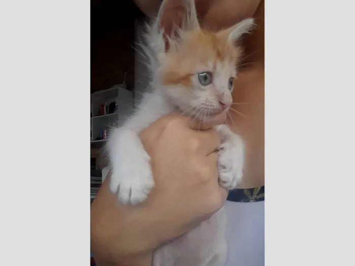 Gato raça SRD-ViraLata idade 2 a 6 meses nome Lino