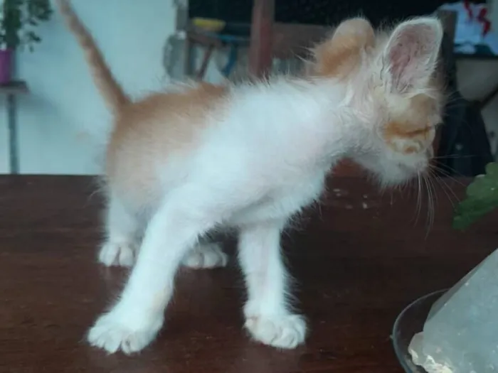 Gato raça SRD-ViraLata idade 2 a 6 meses nome Lino