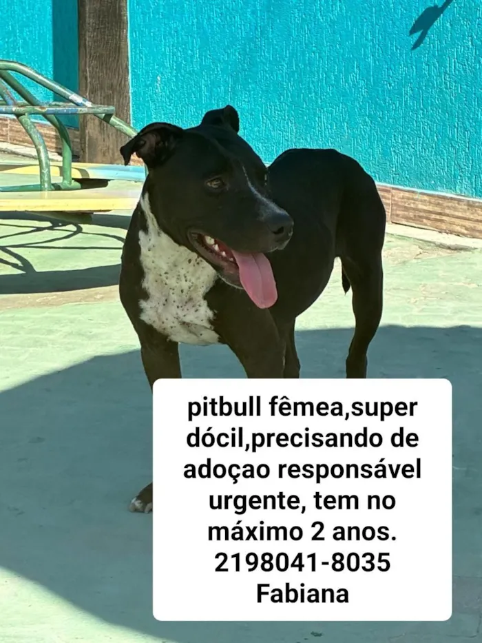 Cachorro raça Pit-Bull idade 2 anos nome Kira
