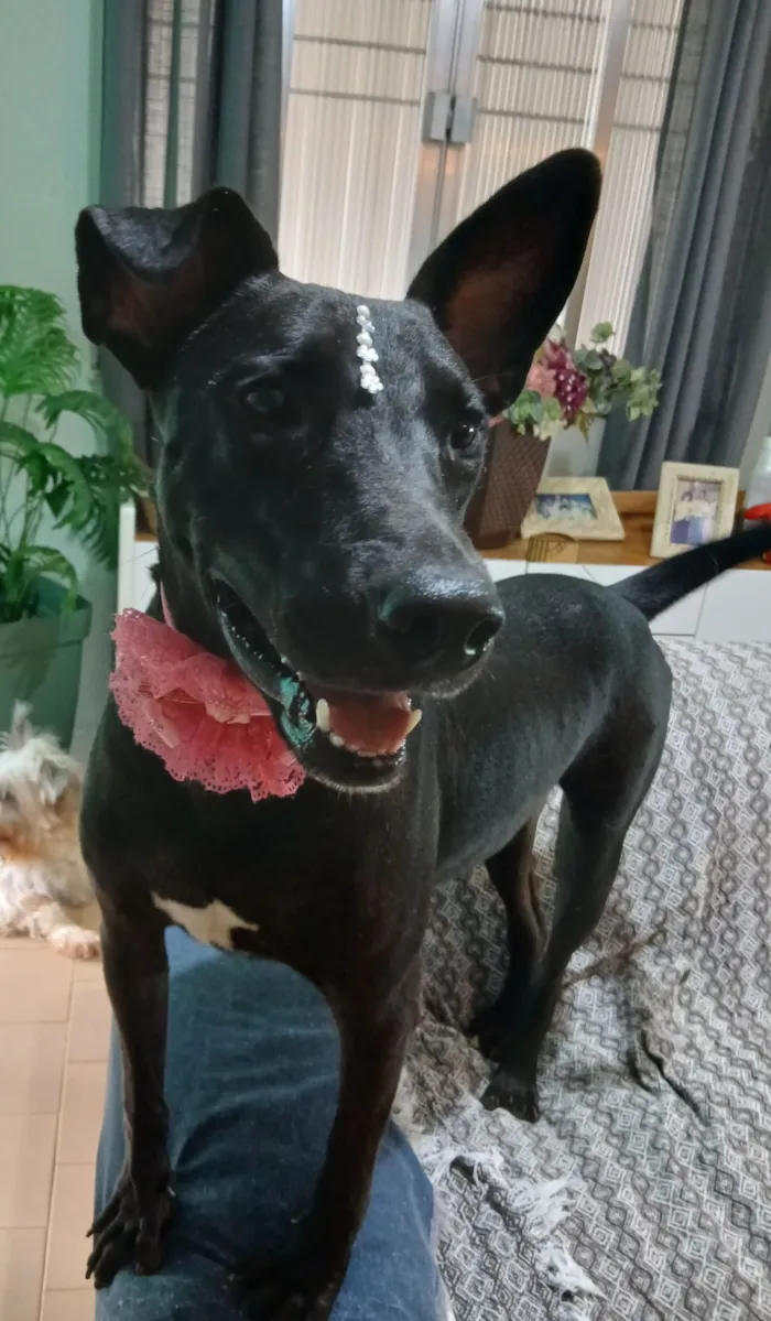 Cachorro raça SRD-ViraLata idade 2 anos nome Maria Flor