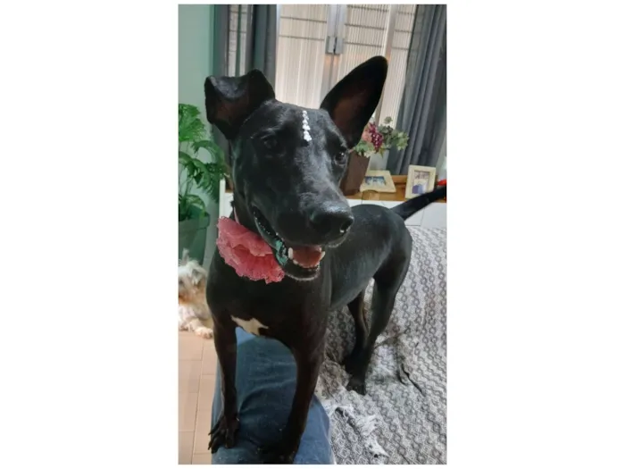 Cachorro raça SRD-ViraLata idade 2 anos nome Maria Flor
