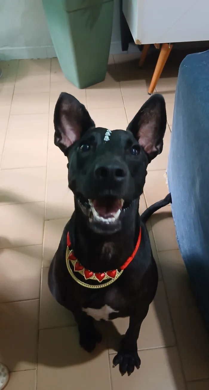 Cachorro raça SRD-ViraLata idade 2 anos nome Maria Flor