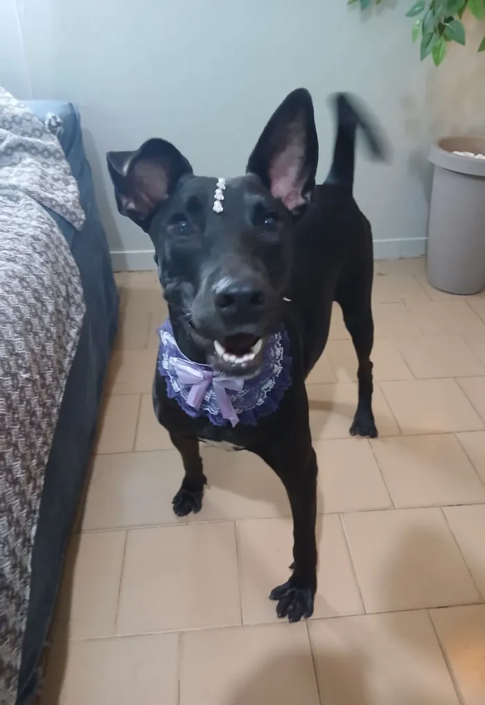 Cachorro raça SRD-ViraLata idade 2 anos nome Maria Flor