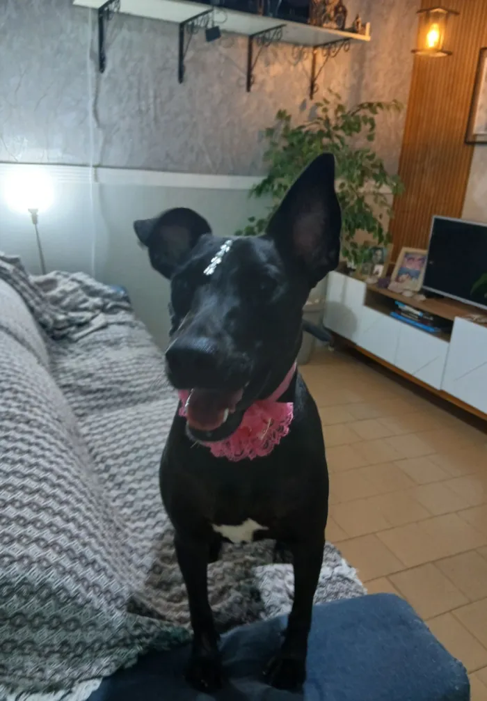 Cachorro raça SRD-ViraLata idade 2 anos nome Maria Flor