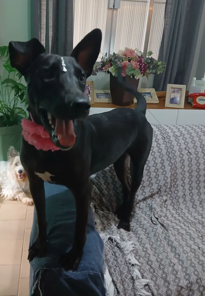 Cachorro raça SRD-ViraLata idade 2 anos nome Maria Flor