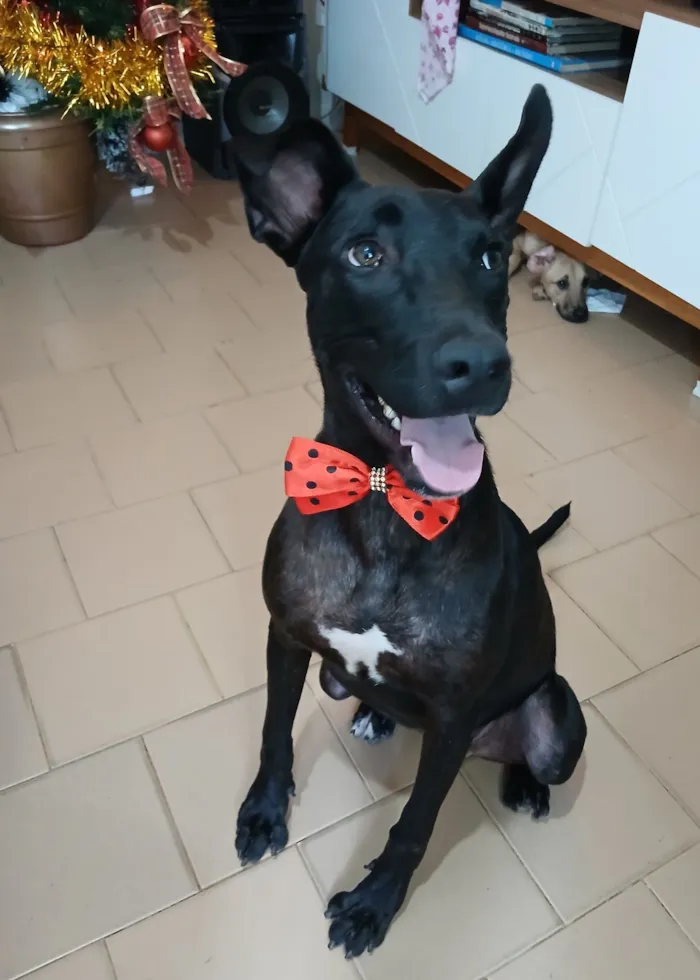 Cachorro raça SRD-ViraLata idade 2 anos nome Maria Flor