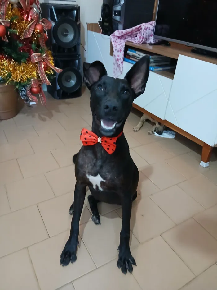 Cachorro raça SRD-ViraLata idade 2 anos nome Maria Flor